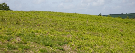 Bracken Control