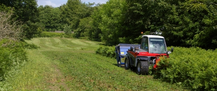 Bracken Control