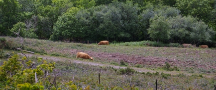 Bracken Control