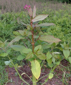 Himalayan Balsam Control